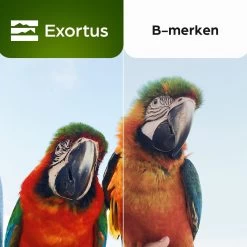 Jumelles Compactes Exortus® FMC Pour Adultes Et Enfants - Télescope D'observation 8x21 - Avec Sac De Transport Et Sangle De Cou - Observation Des Vogel , Voyages, Chasse -Magasin D'Équipement De Plein Air 1200x1200 481